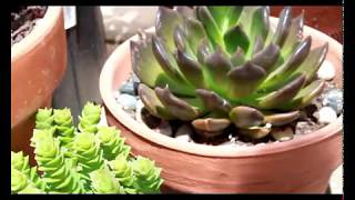 The echeveria black prince is a beautiful addition to any garden. i
love them. their offshoots are mini-me! this sturdy and firm. love...
