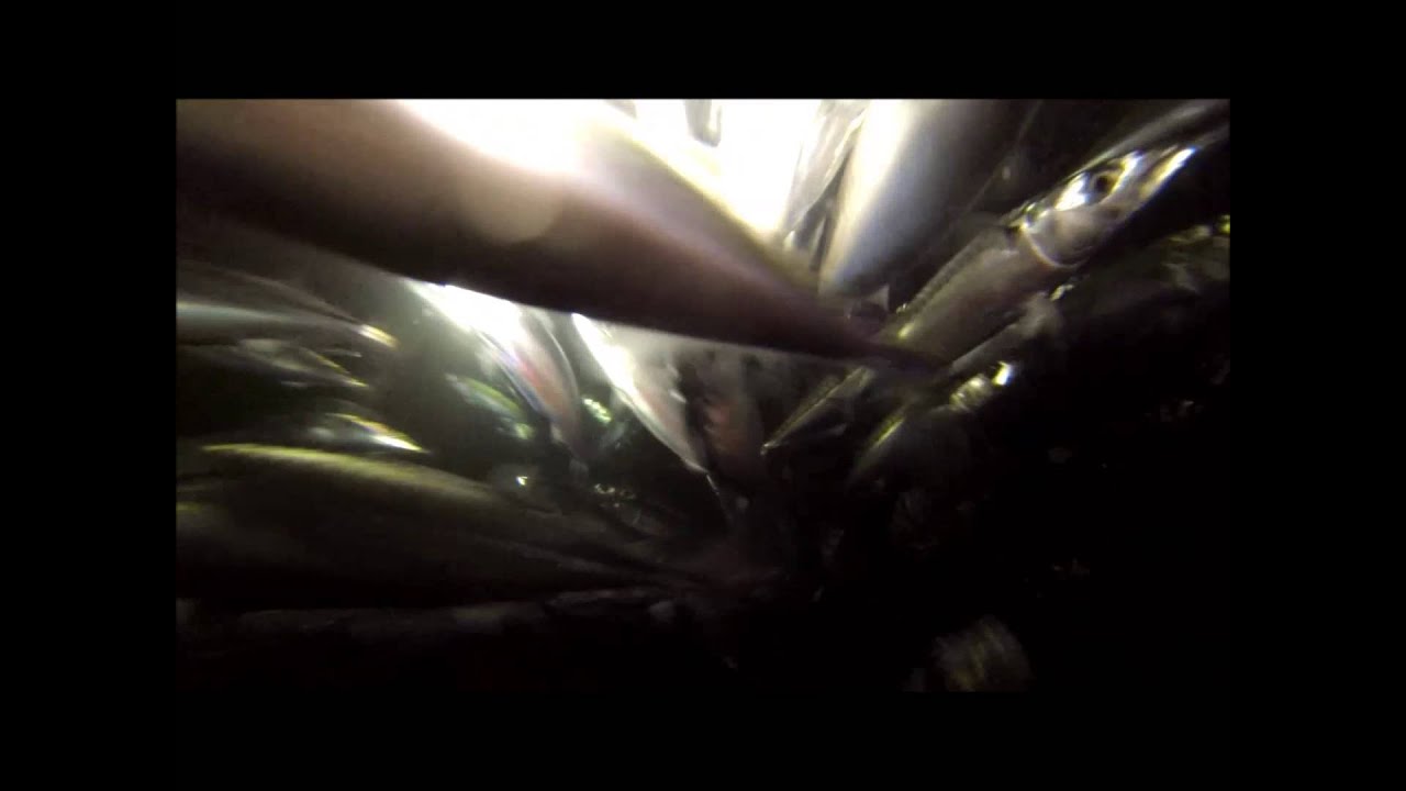 Night dive with mackerel YouTube