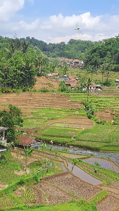 #shorts #hyperlapse #paktani #sawah #slank #lemur