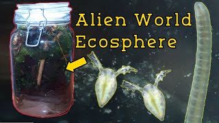 Building A String Algae Ecosphere - (With Dwarf Amphipods)