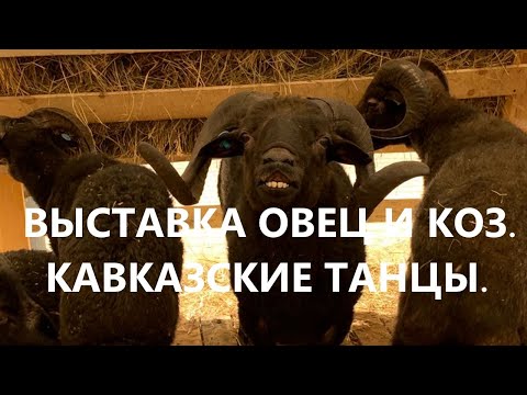 XXI Выставка племенных