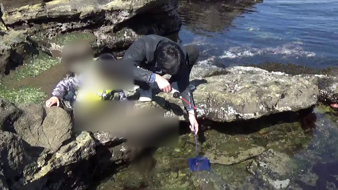 開国屋 春 神奈川県横須賀市観音崎 釣りと公園の散策 友達家族 親子でカサゴやふぐを釣りました 磯遊びに子供が夢中で幸せな一時を過ごしました Youtube