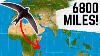 Can You Believe HOW FAR these Ten Birds Migrate!?