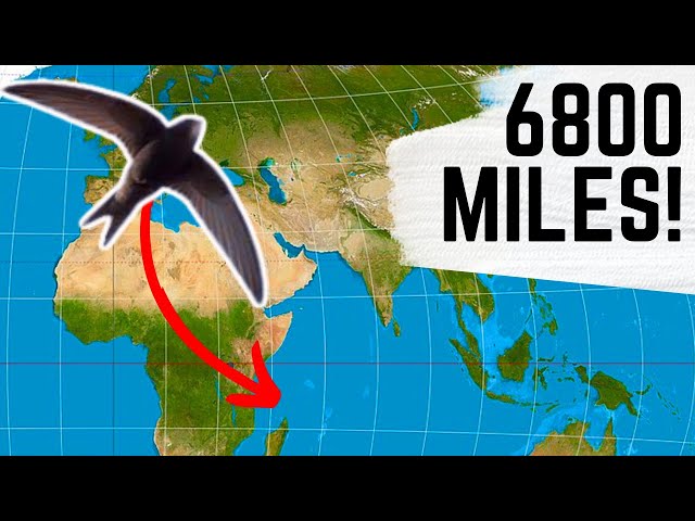 Can You Believe HOW FAR these Ten Birds Migrate!? class=