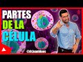 LA CÉLULA Y SUS PARTES : ORGANELOS CELULARES Y SUS FUNCIONES #BIOLOGÍA