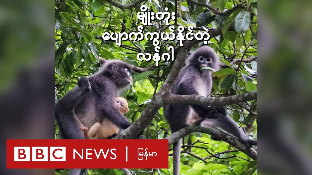 မျိုးတုံးပျောက်ကွယ်မယ့် အန္တရာယ်နဲ့ ရင်ဆိုင်နေရတဲ့ လန်ဂါ - BBC News မြန်မာ