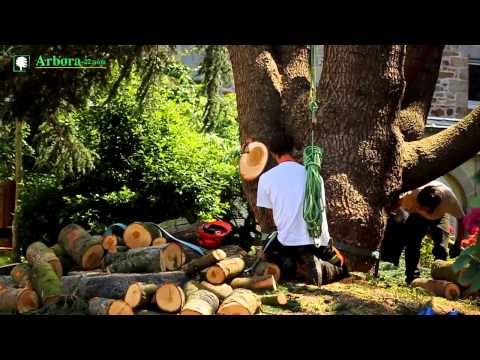 Arbora - Démontage / abattage