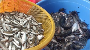 Thành quả của luồn dớn hôm nay chúng được bầy cá linh #dscd2r