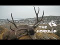 Jicarilla Mule Deer