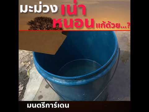 มะม่วงเน่า เป็นหนอน