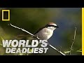 Butchering Bird | World's Deadliest