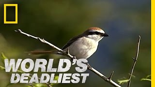 Butchering Bird | World's Deadliest