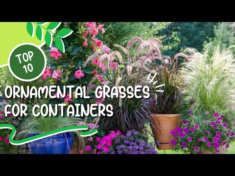 10 Best Ornamental Grasses for Containers 🌾 Great Grasses for Containers