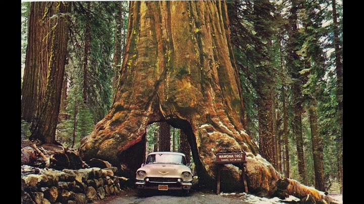 BIGGEST TREES I'VE EVER SEEN