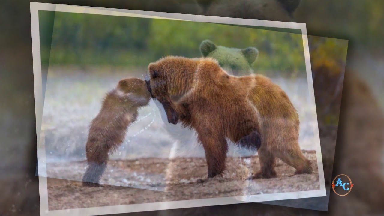[Анатолий Строцкий] Монтаж слайдшоу и видео роликов