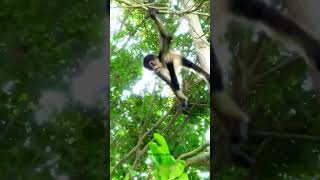 Download Lagu Swinging Monkey in middle of a jungle #jungle #monkey #swing #life #tail #nature #wildlife HA64350 MP3 Download Lagu Swinging Monkey in middle of a jungle #jungle #monkey #swing #life #tail #nature #wildlife HA64350 MP3