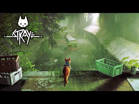 STRAY - New Gameplay (No Commentary)