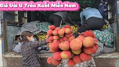 VẢI XUẤT MIỀN NAM MUA GIÁ BAO NHIÊU I NÚI ĐỒI LỤC NGẠN