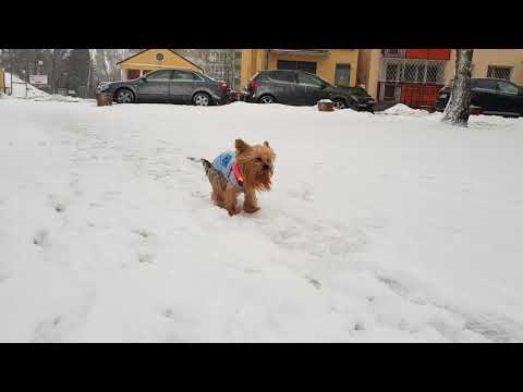 Wideo: Zabawa Na śniegu Z Fido: Sposoby Na Zabawę Z Psem Zimą