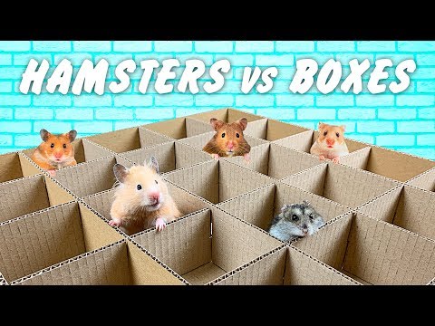 hamsters-vs-boxes-📦