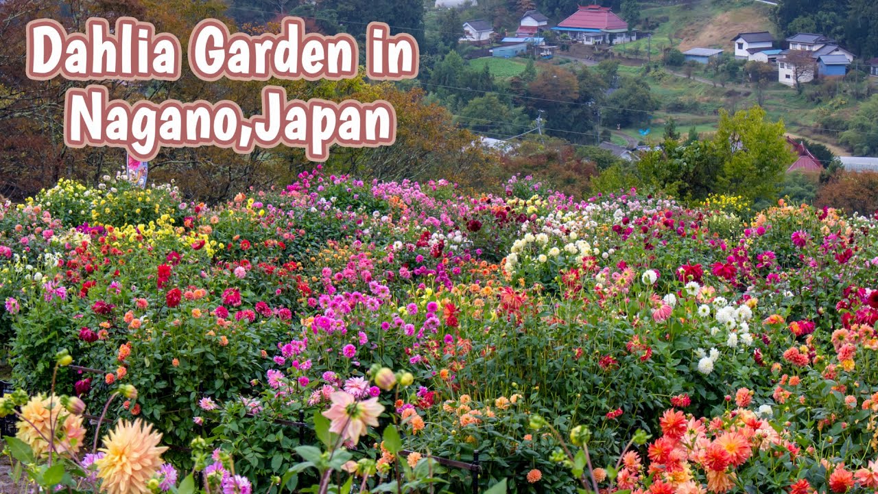 Dahlia Garden in Nagano,Japan｜Flowers｜Japantravel｜Japantrip｜Dahlias｜ダリア｜花