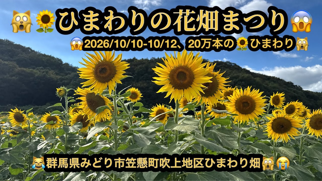 秋のひまわり4k】🙀ひまわりの花畑まつり(2026/10/10-10/12）😱群馬県