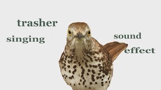 The Animal Sounds Thrasher Singing Sound Effect Animation