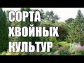 Сорта хвойных культур