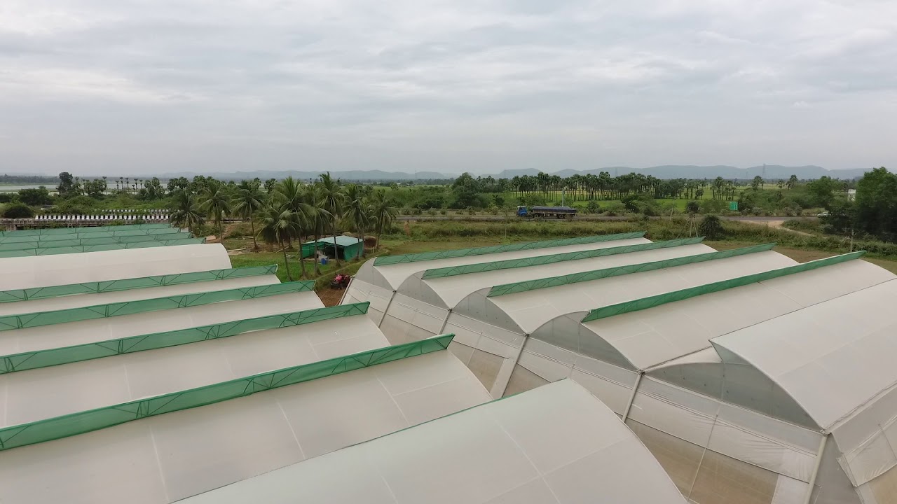 Polyhouse East Godavari