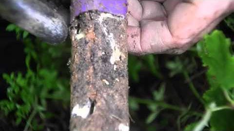 Active Termites Feeding on Recruit® HD Bait