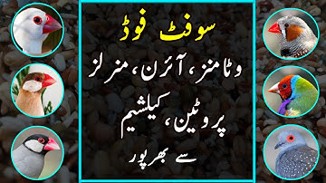 Healthy Soft Food for Java, Dove, Finch & Related Mutations | Urdu/Hindi | Lodhi Birds