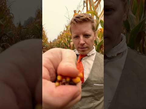 ASMR Corn Field Massage #asmr