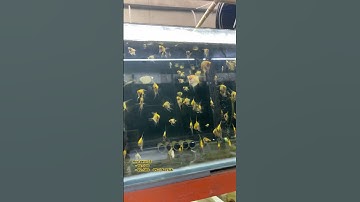 Thần tiên red devil bé #tepmaumango #relaxing #aquarium #angelfish #fish