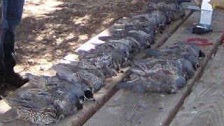 This is a short video of self-filmed california valley quail hunt
taken on opening day, october 18th, 2014. tim puts an awesome each
year for...