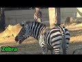 Zebra exciting and crying🦓 犬のように鳴き、荒ぶるシマウマさん(鳴き声あり) 【ズーラシア】