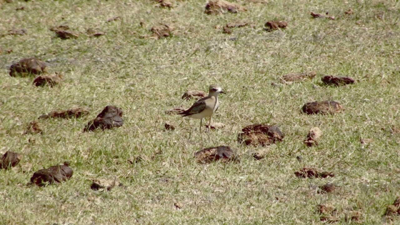 Oriental Plover