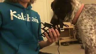 Muzzle Training Petra - Part 3 (Handling the Straps)