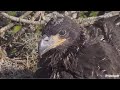 SWFL Eagles 💗 Amazing Closeups Of Adorable E23! Family Time On Nest! E23 Lies Between Mom &amp; Dad 💗