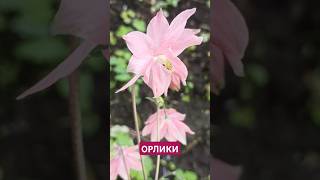 ВОДОСБОР Розовый, ОРЛИКИ цветы, Аквилегия.