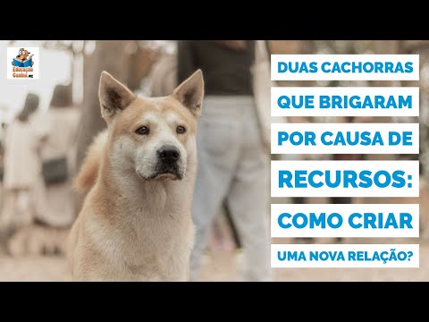 Vídeo: Como ensinar seu cão o comando de rechamada