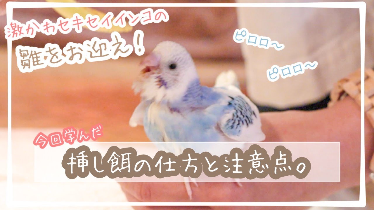 Budgerigar】Welcoming an Adorable Baby Bird! How to Hand-Feed and