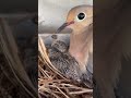 Wild baby doves with mother at windowsill  7102022 shorts