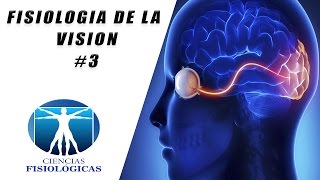 Fisiologia de la Vision #3