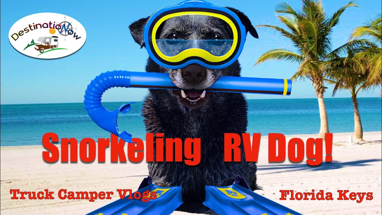 Snorkeling RV Dog Adventure: Truck Camper Living Vlogs | Travel Life | DestinatioNow S.6 Ep.141