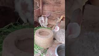 Watch This Relaxed Bunny Enjoying Its Cool Spot #photo#viral#bunn#rabbit #rabbitfarming#fyp