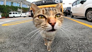 駐車場で見掛けた野良猫、最初は逃げようとしたけど戻ってきてゴロゴロと甘えてカワイイ
