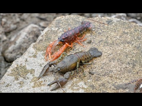 The Most Realistic Crawfish Lures! 