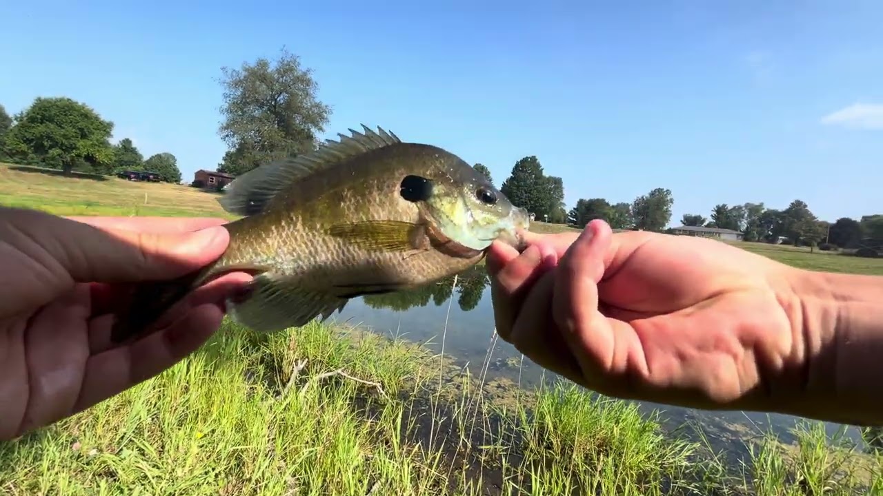 Sight fishing for big bluegill with my fly rod pt1