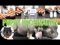 DON&#39;T Waste Your Money on Vets (DIY Puppy Vaccinations)