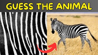 Guess the Animals by their Zoomed Image | Animals Quiz screenshot 1